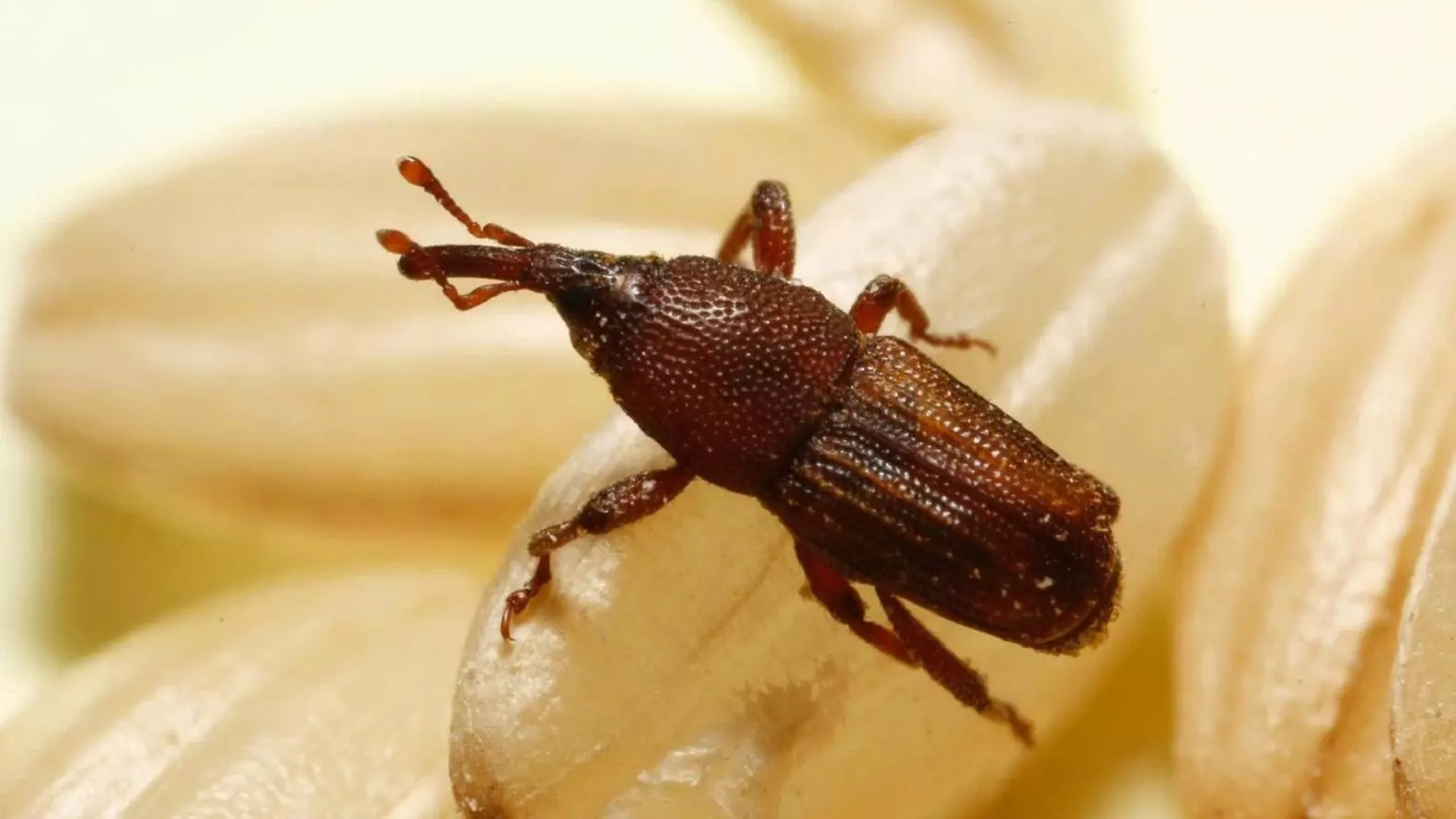 I Weevil Nella Farina - Scopri i Modi Efficaci per Sbarazzarsi dei Weevil