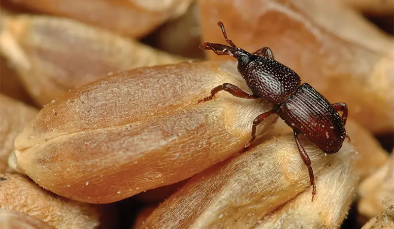 How to get rid of weevils in flour and grains