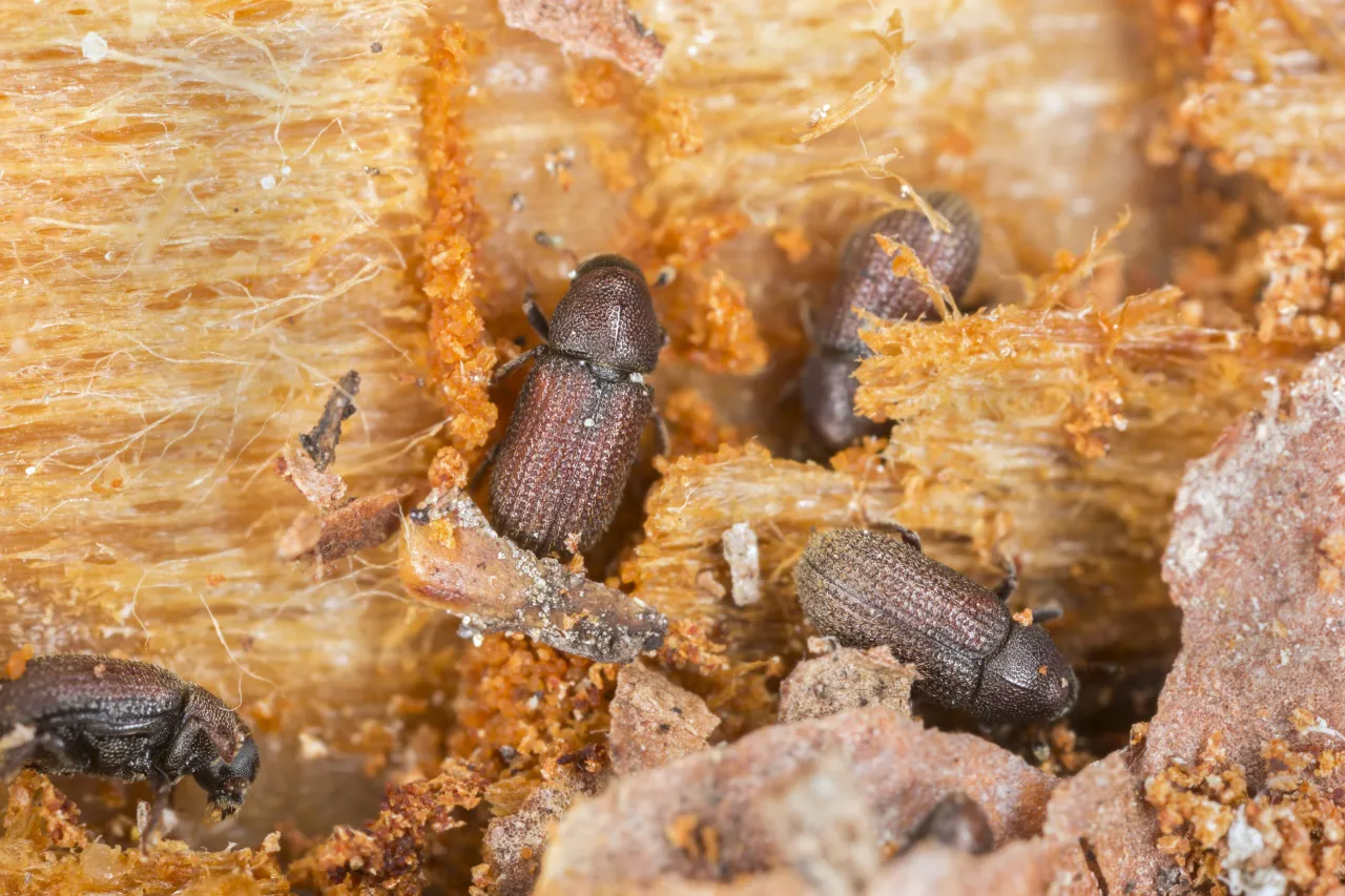 Grain weevil – what kind of pest is it?