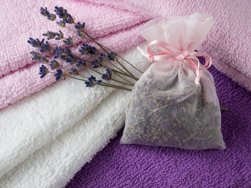 Pine and lavender - an effective clothes moths treatment