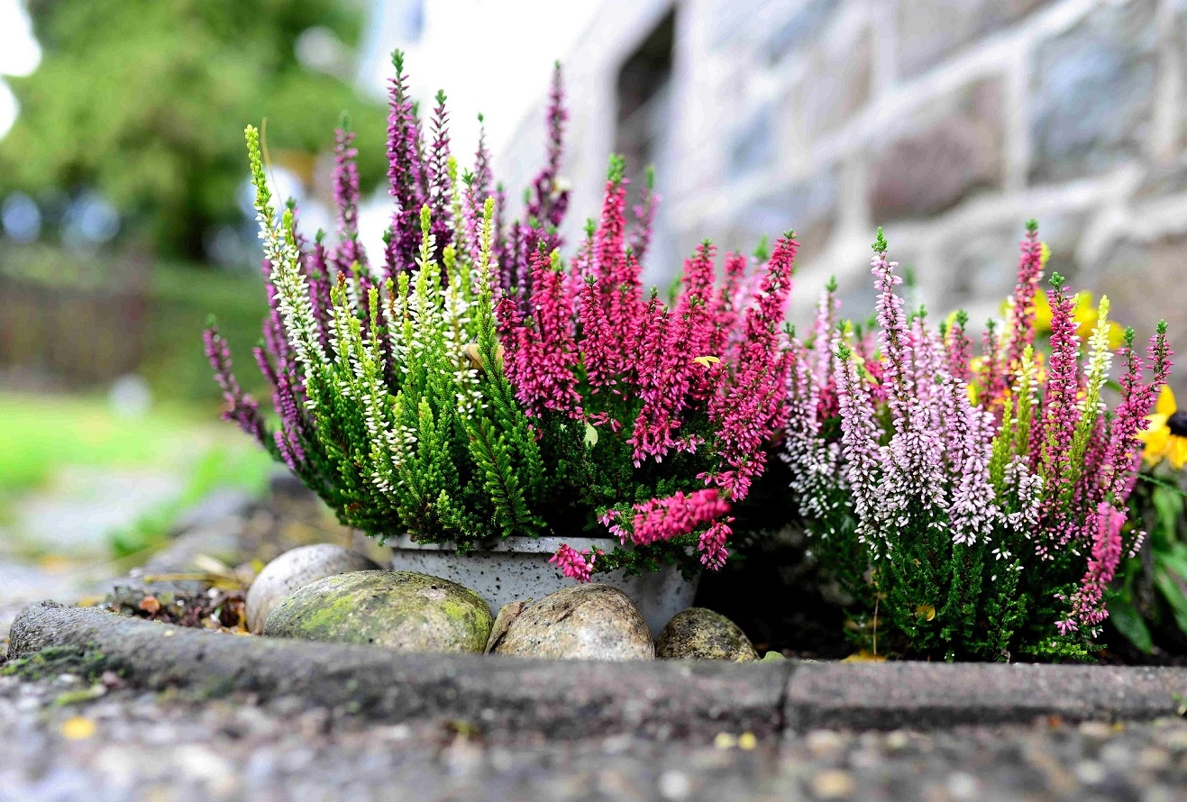 Heather Plant Care Guide - Growing Heather Flower Garden