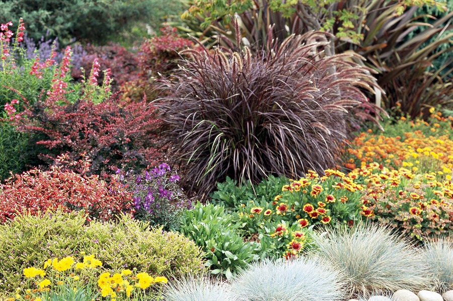 How to combine ornamental grasses?
