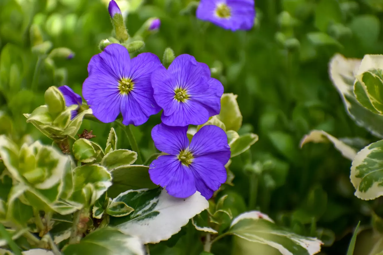 Purple Rock Cress - Check How to Grow Beautiful Aubrieta Cascade