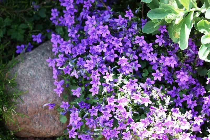 Aubrieta – what kind of plant is it and what does it look like?