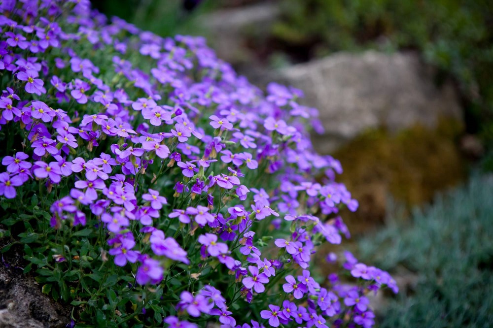 Aubrieta - tiny purple perennial plants for a rock garden