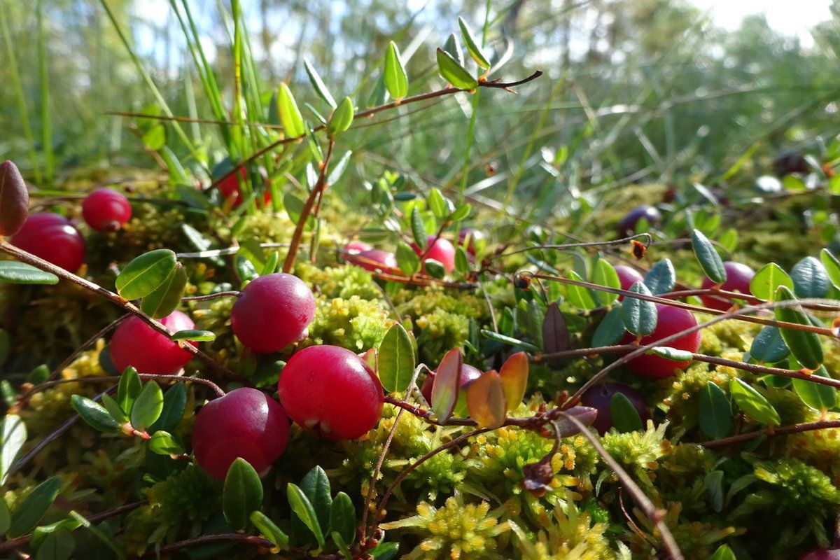 When to harvest cranberries?