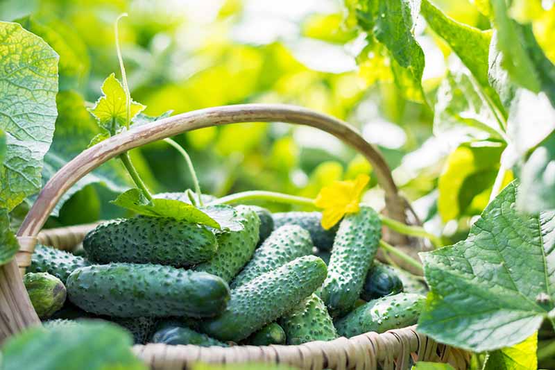 When are cucumbers ready to pick?