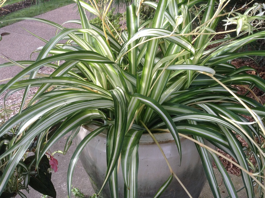 What diseases might threaten a spider plant?