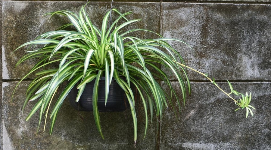 Spider plant – what kind of plant is it?