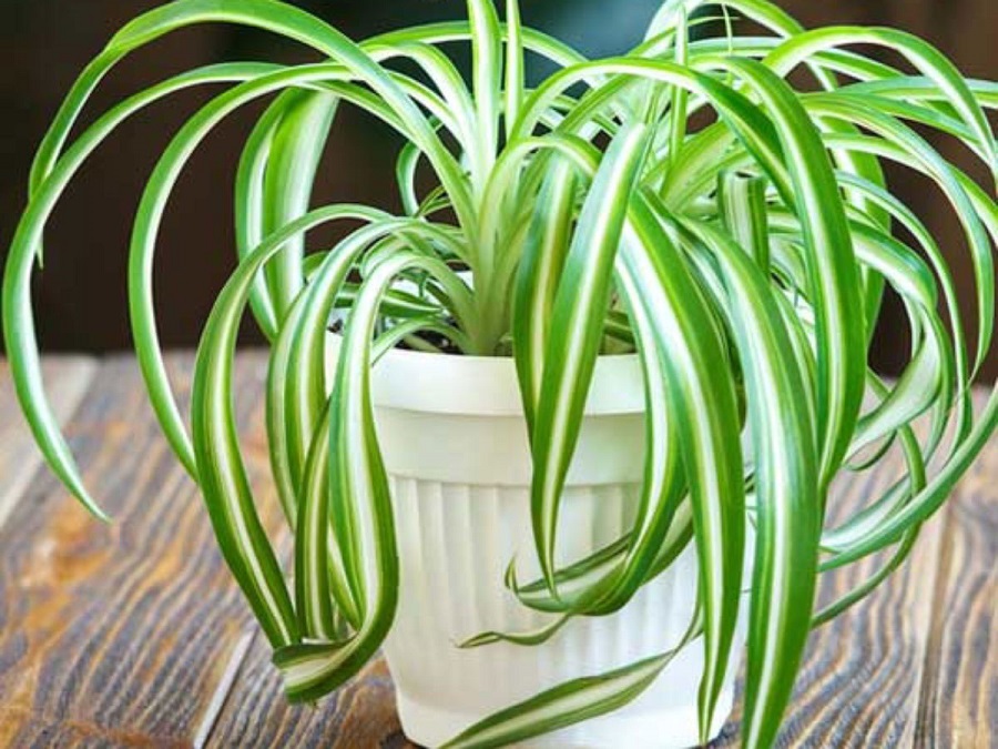 Spider plant care in containers
