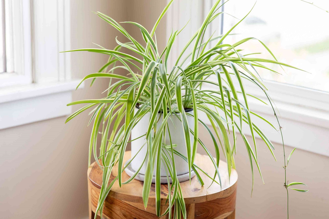 Spider Plant Care - All About Watering, Propagation, and Benefits
