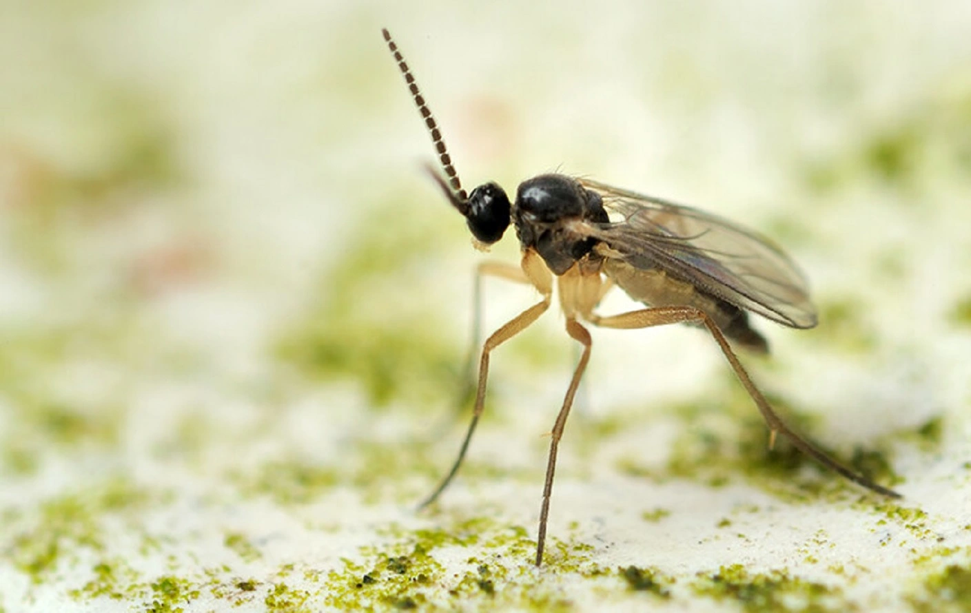 Грибковые комары - 4 эффективных способа избавиться от комаров на растениях