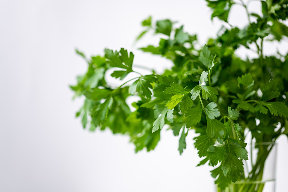 The most common culinary herbs - parsley and basil