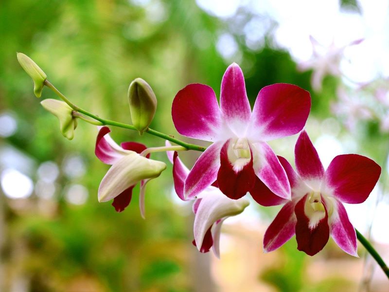 Fertilizante de orquídeas equivocado