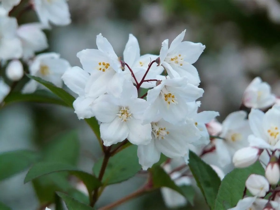 Deutzia – what kind of plant is it and what does it look like?