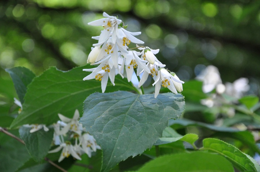 What are the most common pests and diseases of deutzia plants?