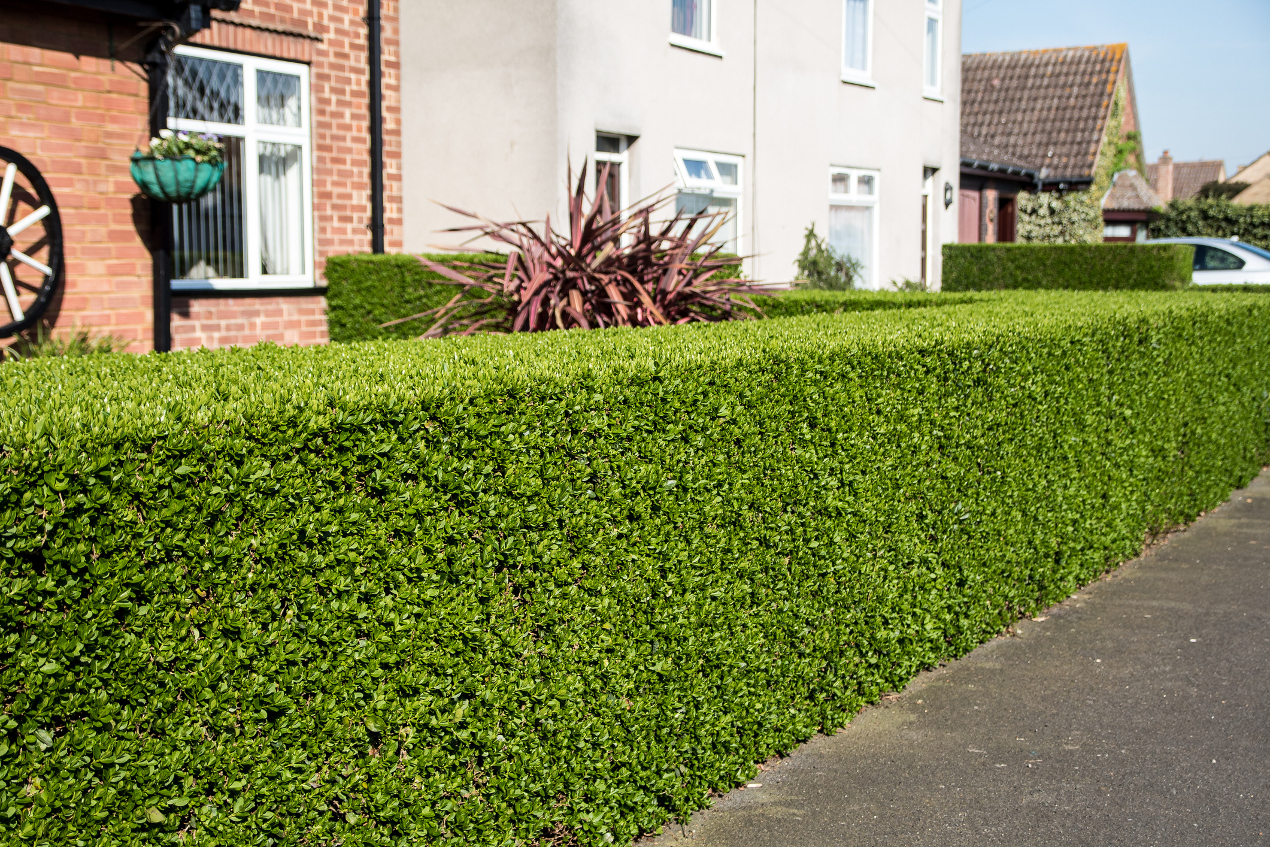 How long does it take to grow evergreen hedging plants?